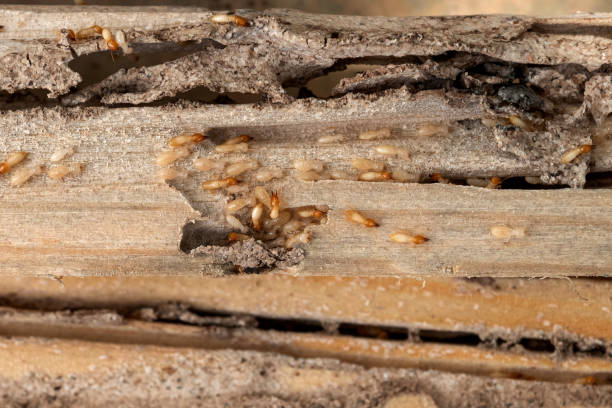 Professional Pest Control in Clay, CA