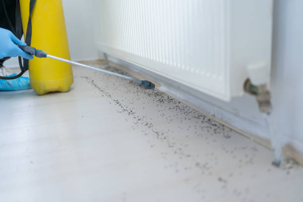 Best Rat Extermination Near Me  in Clay, CA